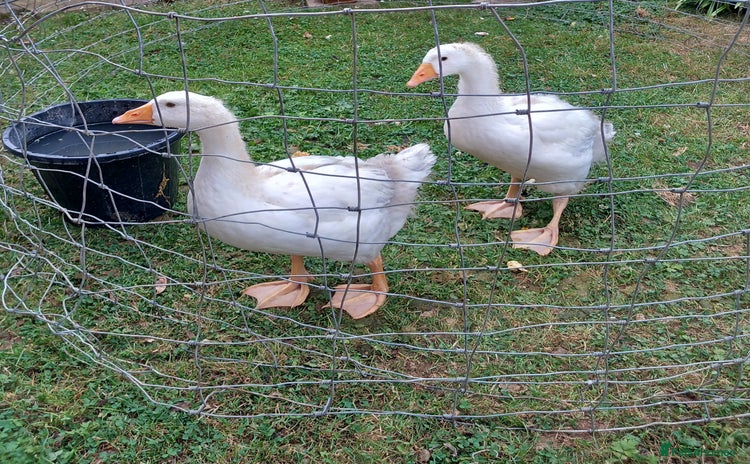 Geese poultry - Advert 5