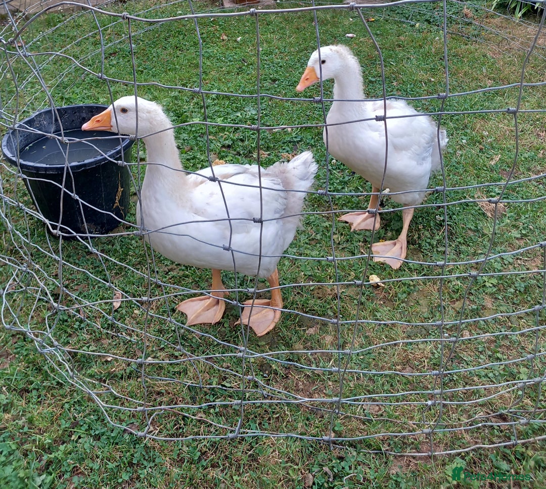 Geese poultry for sale: Pilgrim goslings - Image 6