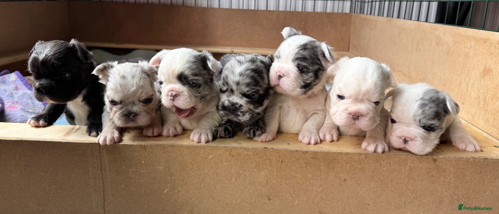 French Bulldog dogs French bulldogs all visual fluffys - Advert 1