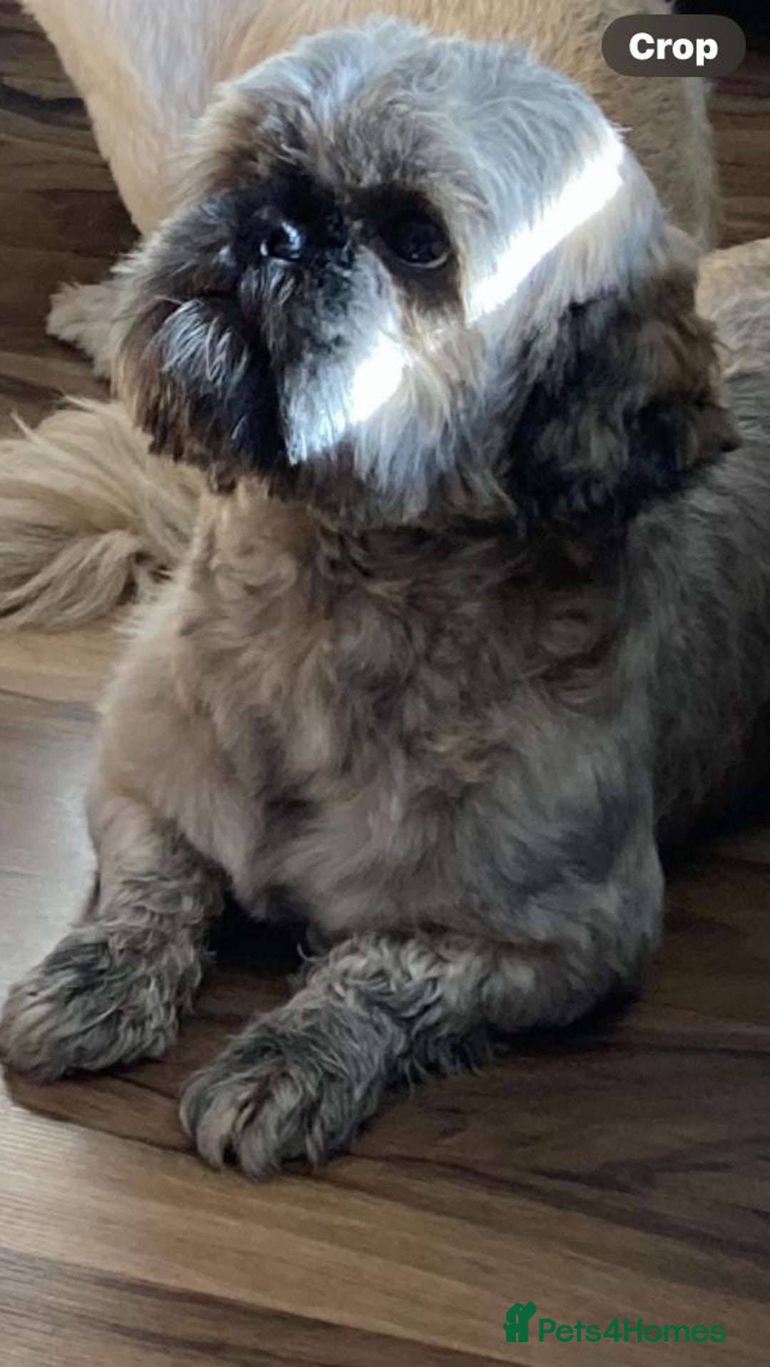 Shih Tzu dogs for sale: 2 female shihtzu's  - Image 4