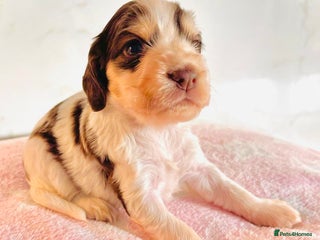 Cocker Spaniel dogs - Advert 4