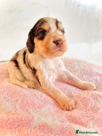 Cocker Spaniel dogs - Advert 4