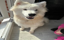 Samoyed dogs for sale: Beautiful samoyed - Image 3
