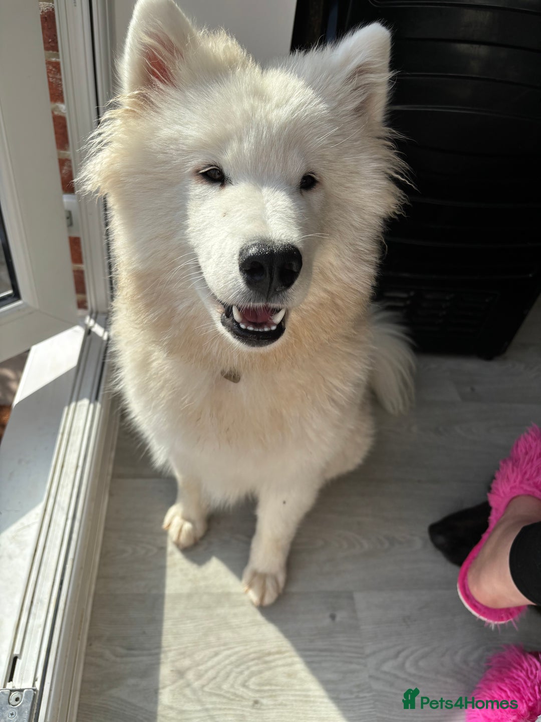 Samoyed dogs for sale: Beautiful samoyed - Image 3