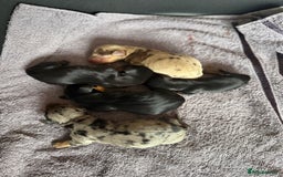 Dachshund dogs for sale: Litter of standard Dachshund  - Image 9