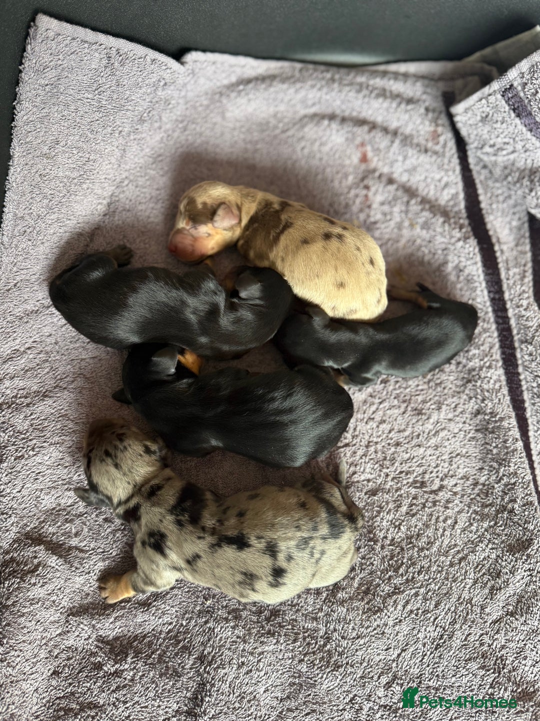 Dachshund dogs for sale: Litter of standard Dachshund  - Image 9