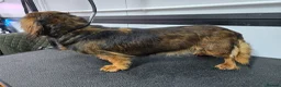 Miniature Dachshund dogs for sale: miniature dachshund long haired female - Advert 5