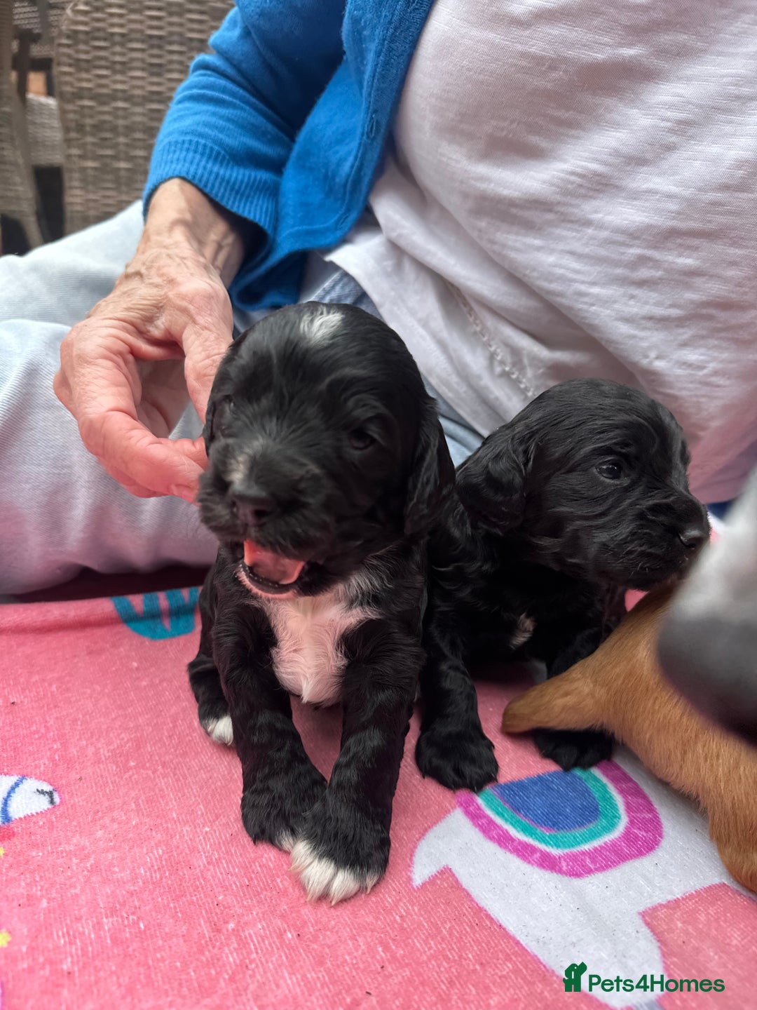 Cocker Spaniel dogs for sale: Working Cocker Spaniel Puppies  - Advert 12