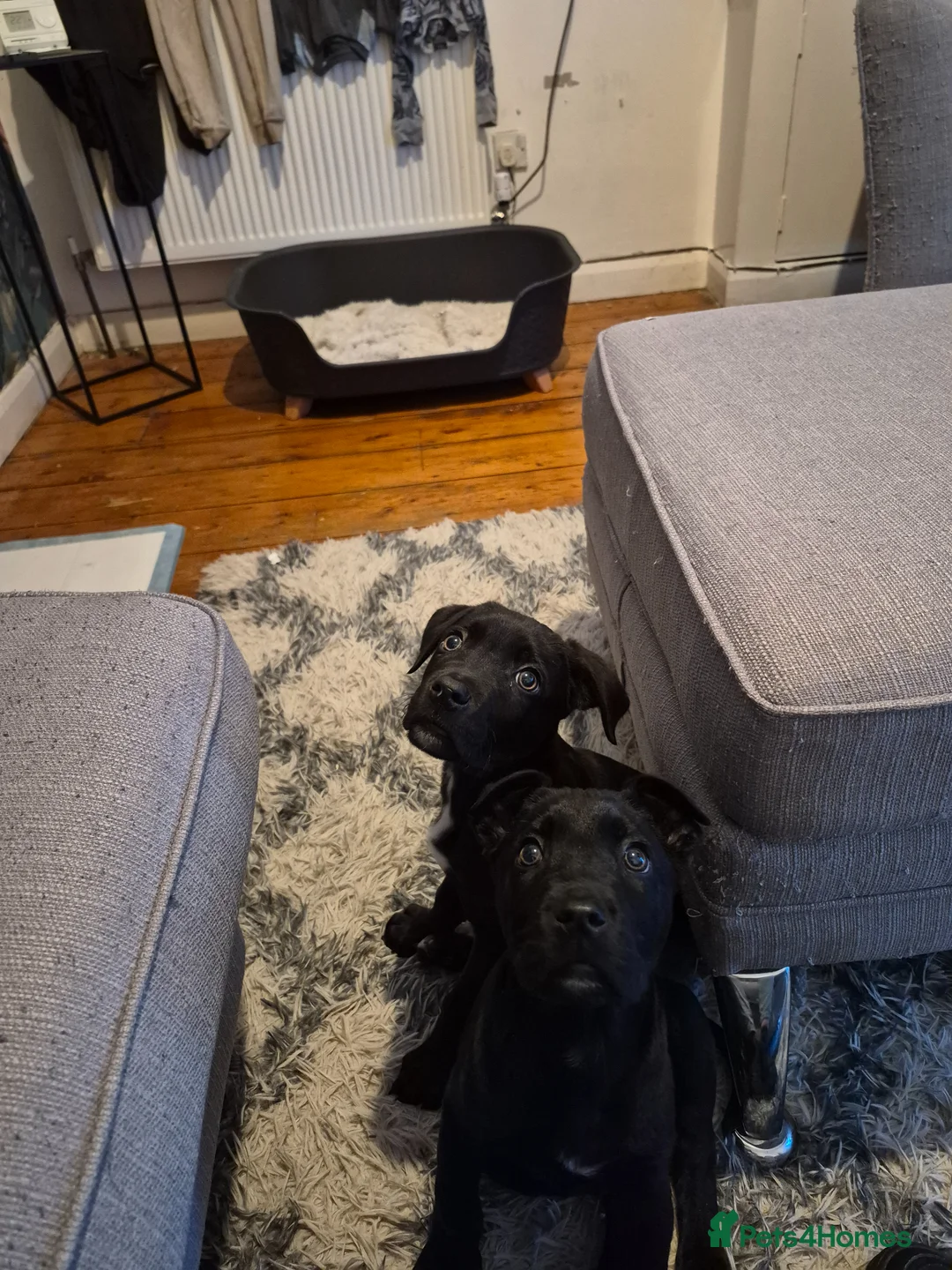 Mixed Breed dogs for sale: 2 male puppies  - Advert 1