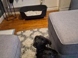 Mixed Breed dogs 2 male puppies - Advert 13