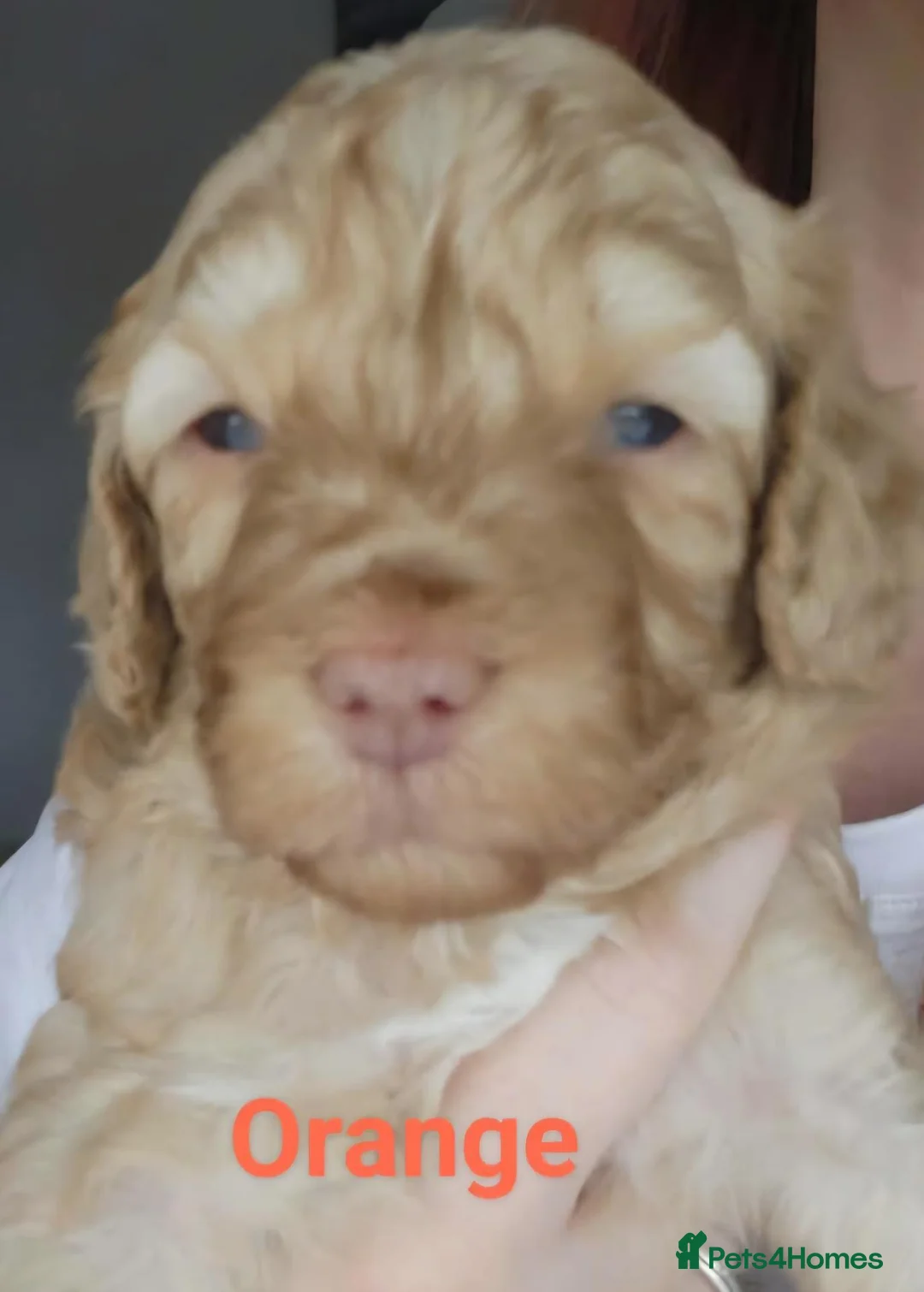 Cockapoo dogs for sale: ADORABLE RARE MERLE PUPS - Advert 8