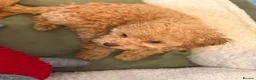 Toy Poodle dogs for sale: Gorgeous tiny toy poodle puppies  - Advert 16