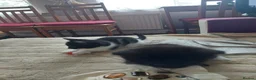 Mixed Breed cats for sale: 3 kittens  - Advert 30