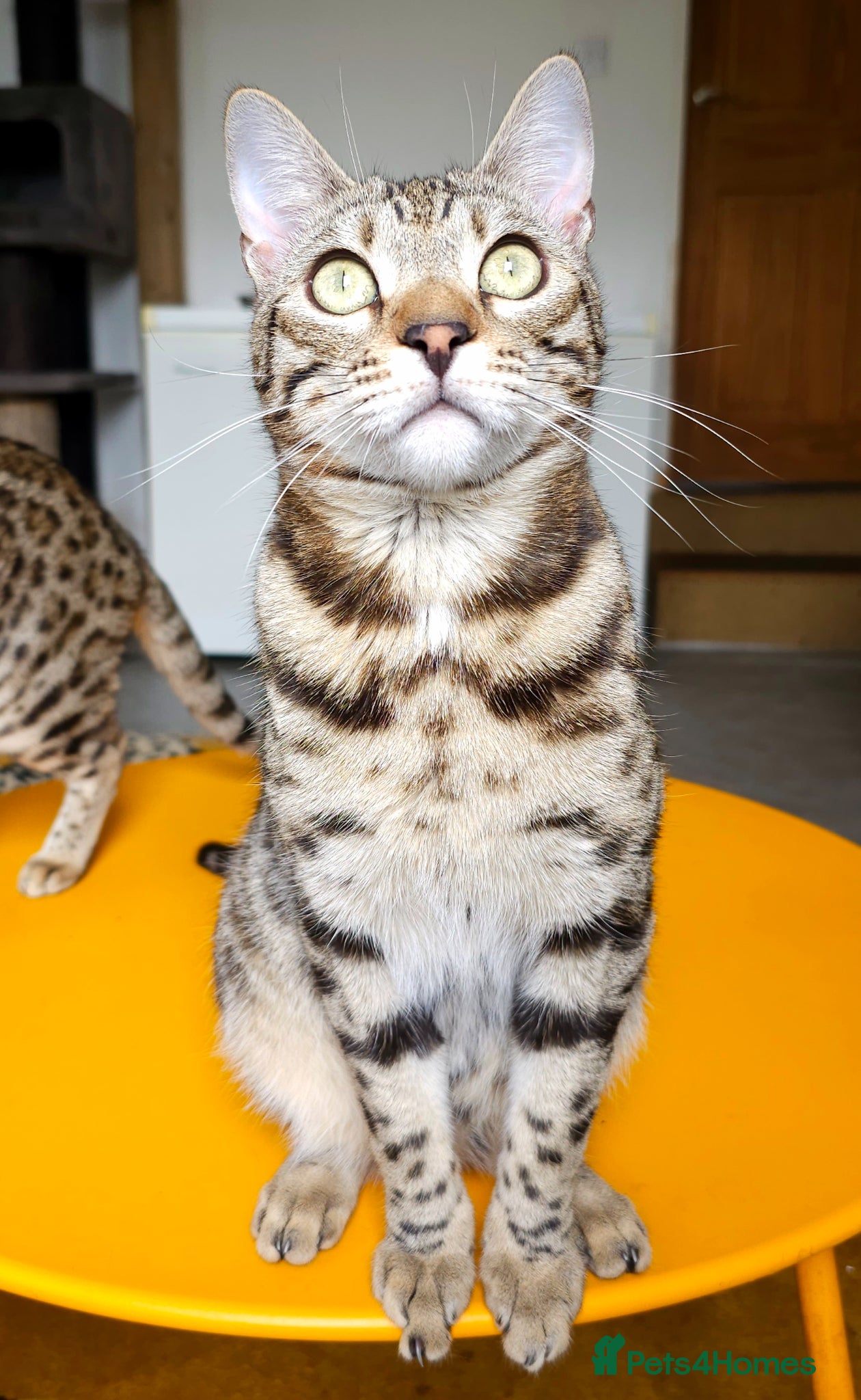 Bengal cats Gorgeous Brown Rosetted Boy  - Advert 1