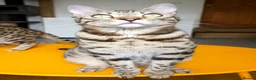 Bengal cats for sale: Gorgeous Brown Rosetted Boy  - Advert 1