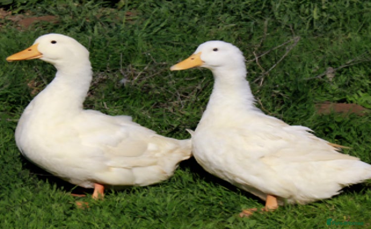 Ducks poultry - Advert 1