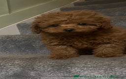 Shihpoo dogs for sale: Shihpoo x kc registered toy poodle  - Image 5