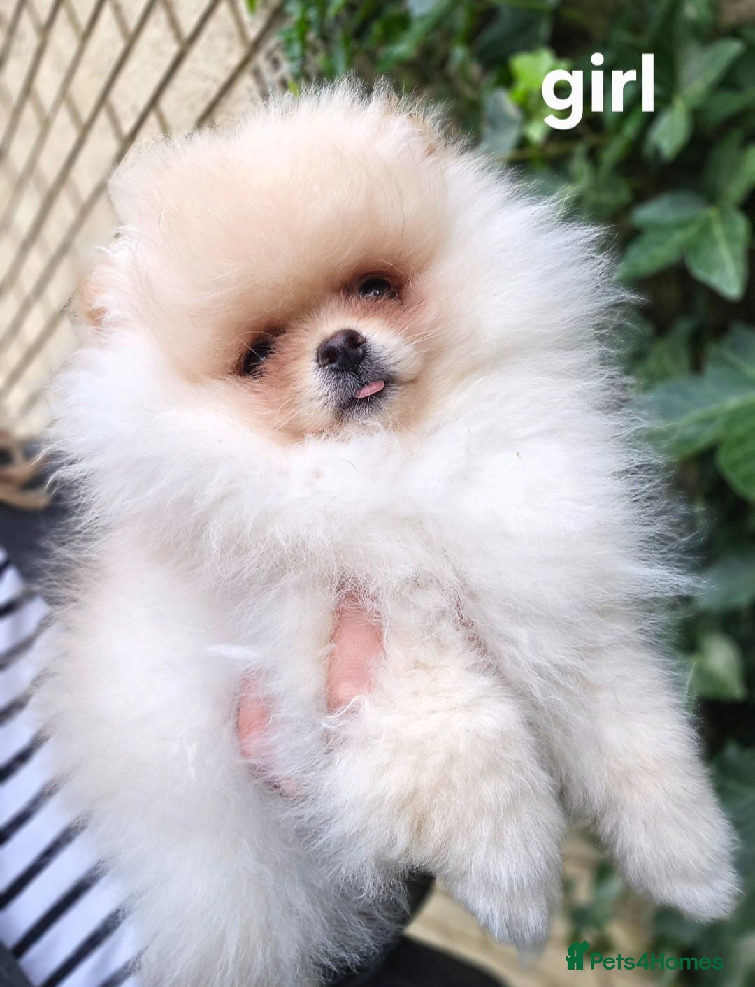 Pomeranian dogs  ✨KCRegistered ✨️Last Girl pomeranian Puppies 🐾 - Advert 8