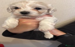 Maltipoo dogs for sale: Stunning Apricot Maltipoos  - Image 7