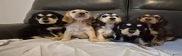 Cocker Spaniel dogs for sale: Show cocker spaniel puppies  in Ashbourne - Advert 6