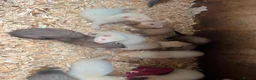 Ferret rodents for sale: Standard Ferret kits for sale  - Advert 2