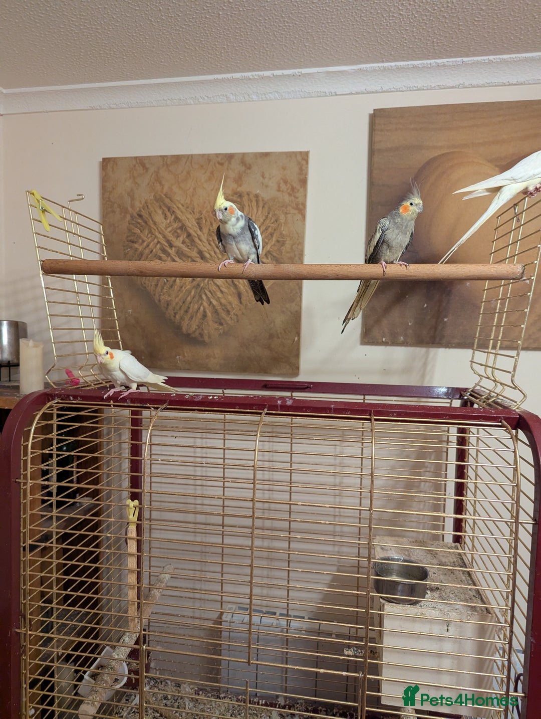 Cockatiels birds for sale: 4 lovely tame cocktails  - Image 10