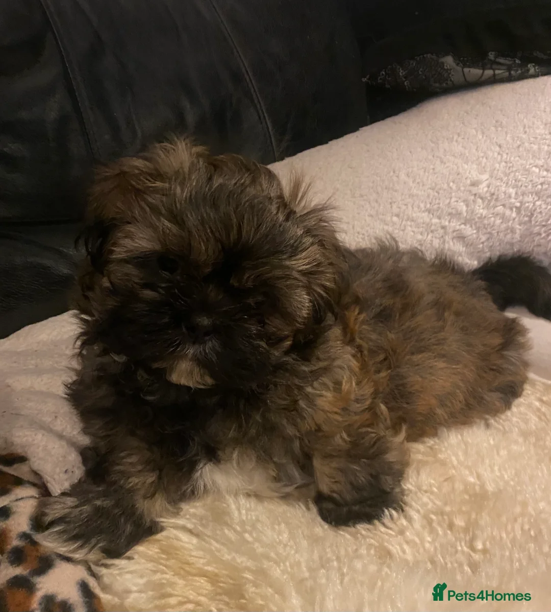 Shih Tzu dogs for sale: pure breed shih tzu puppy , only 1 left - Advert 3