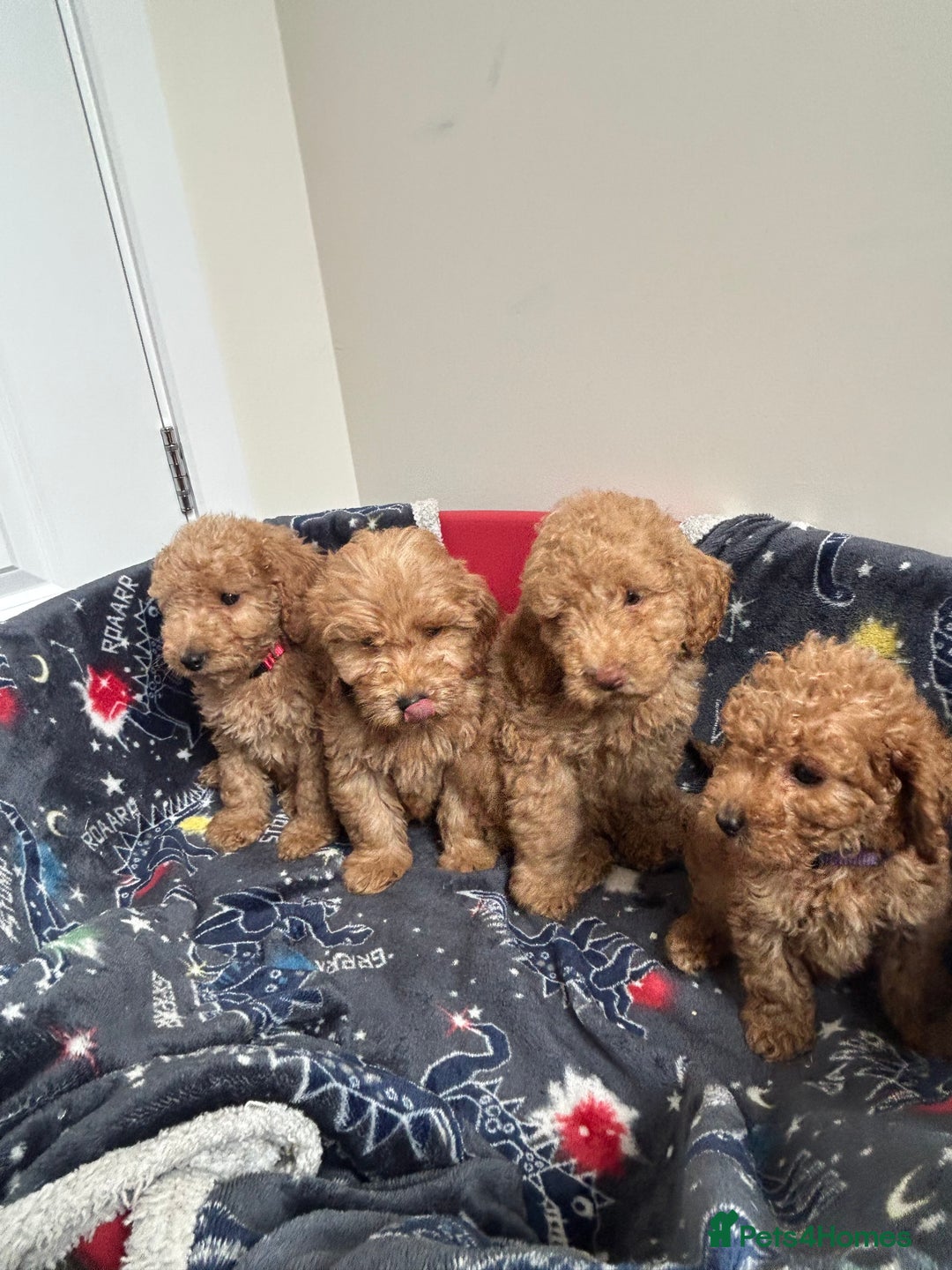 Cockapoo dogs for sale: 9 weeks old Cockapoo puppies  - Image 13