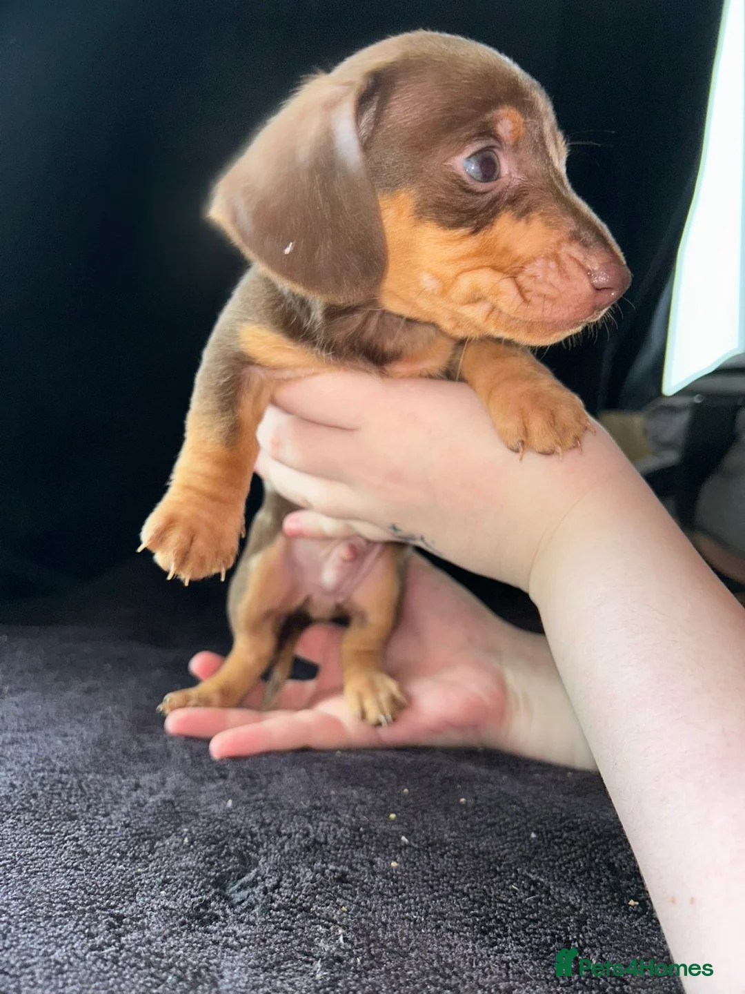Miniature Dachshund dogs for sale: 3 beautiful boys left !!  - Advert 13