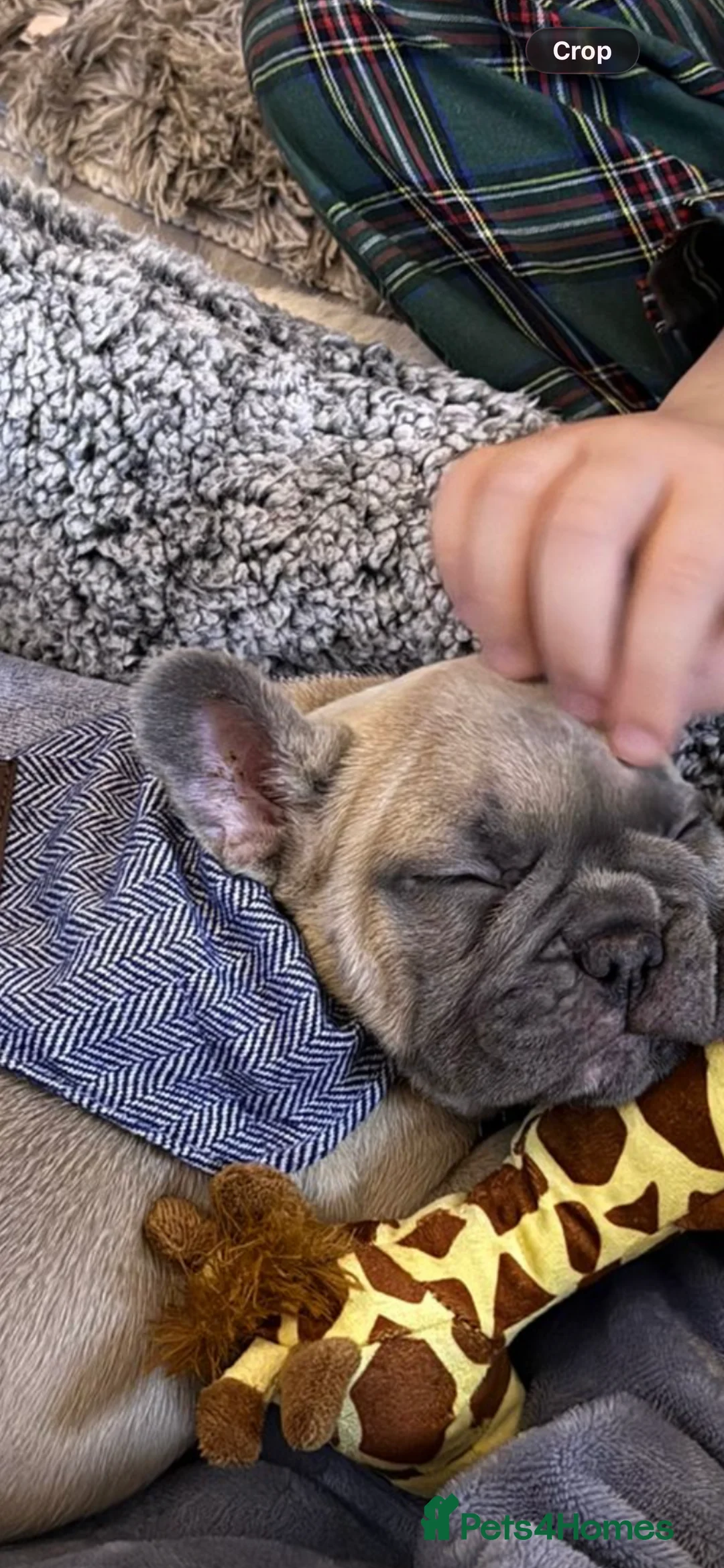 French Bulldog dogs for sale: French bull dog puppy  - Advert 5