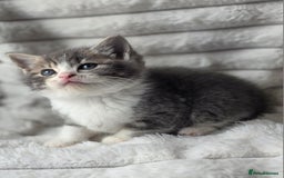 British Shorthair cats for sale: Gorgeous British Short-hair cross Kittens  - Image 22