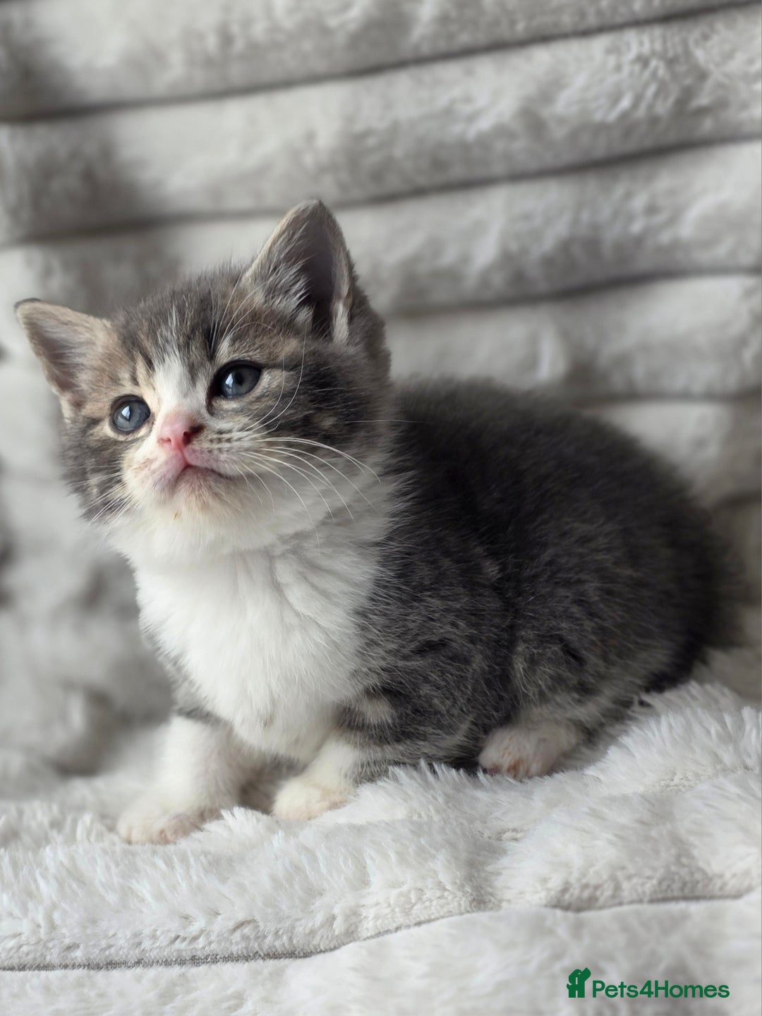 British Shorthair cats for sale: Gorgeous British Short-hair cross Kittens  - Image 22