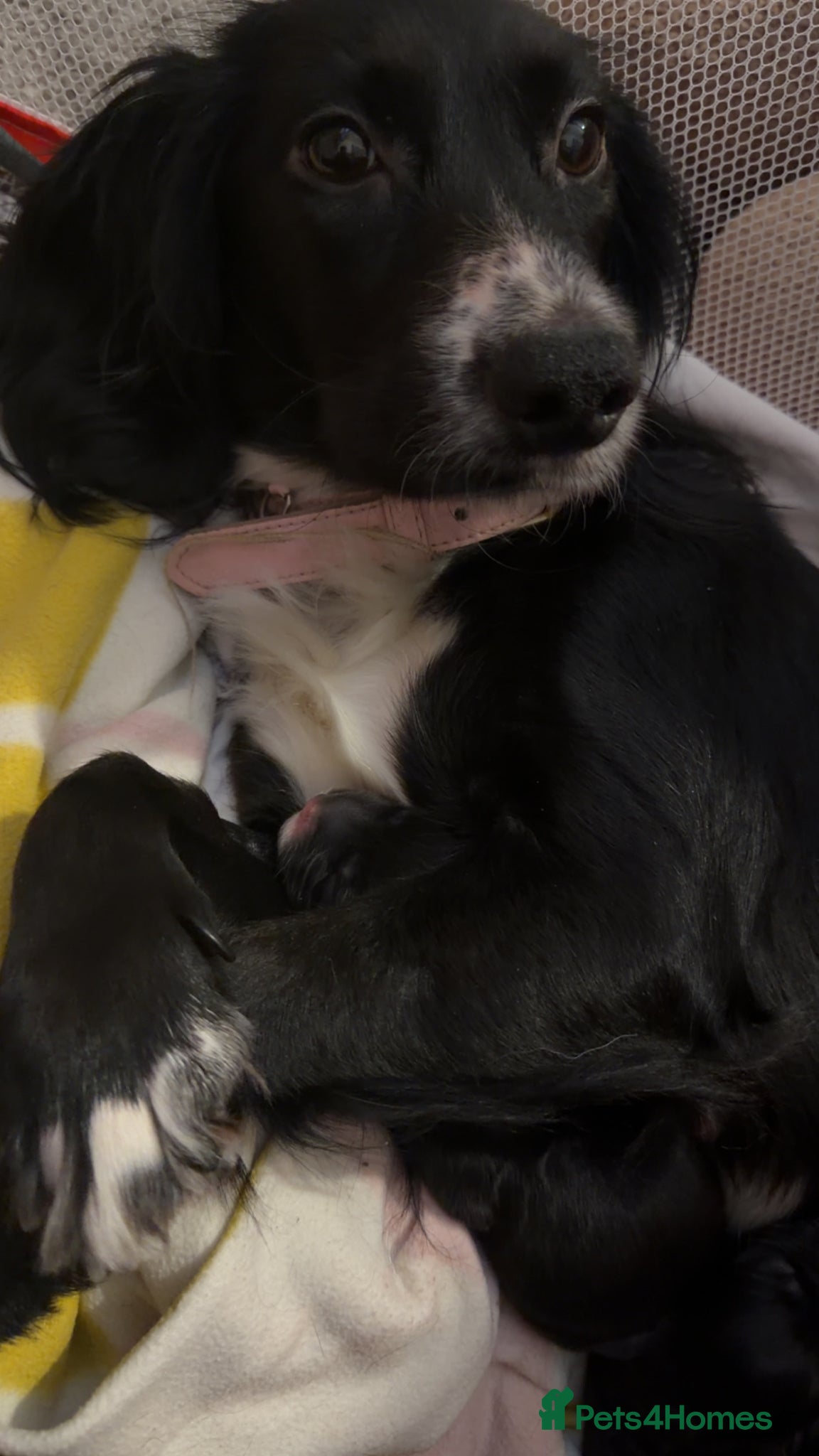 Cocker Spaniel dogs Cocker poo  - Advert 1