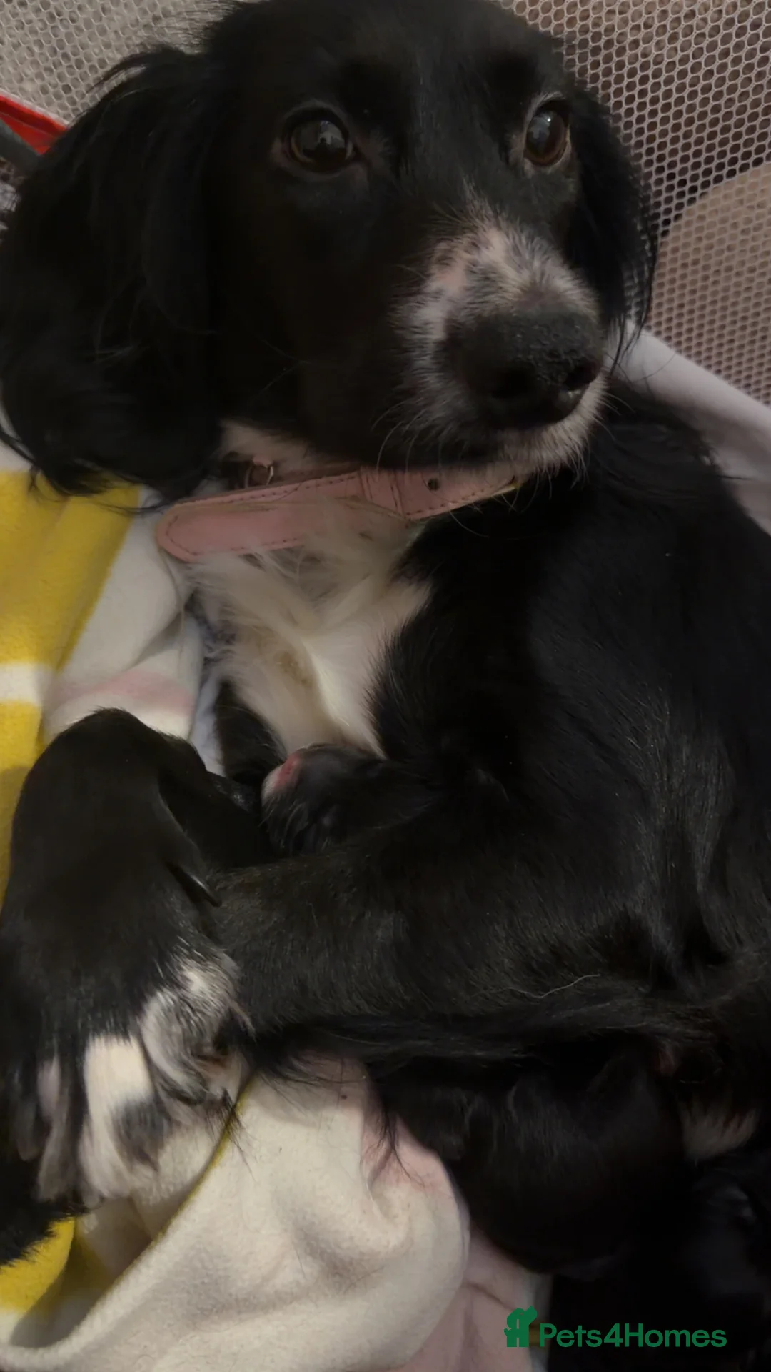 Cocker Spaniel dogs for sale: Cocker poo  - Advert 1