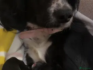 Cocker Spaniel dogs Cocker poo - Advert 1