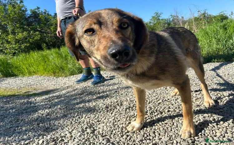 Mixed Breed dogs - Advert 15
