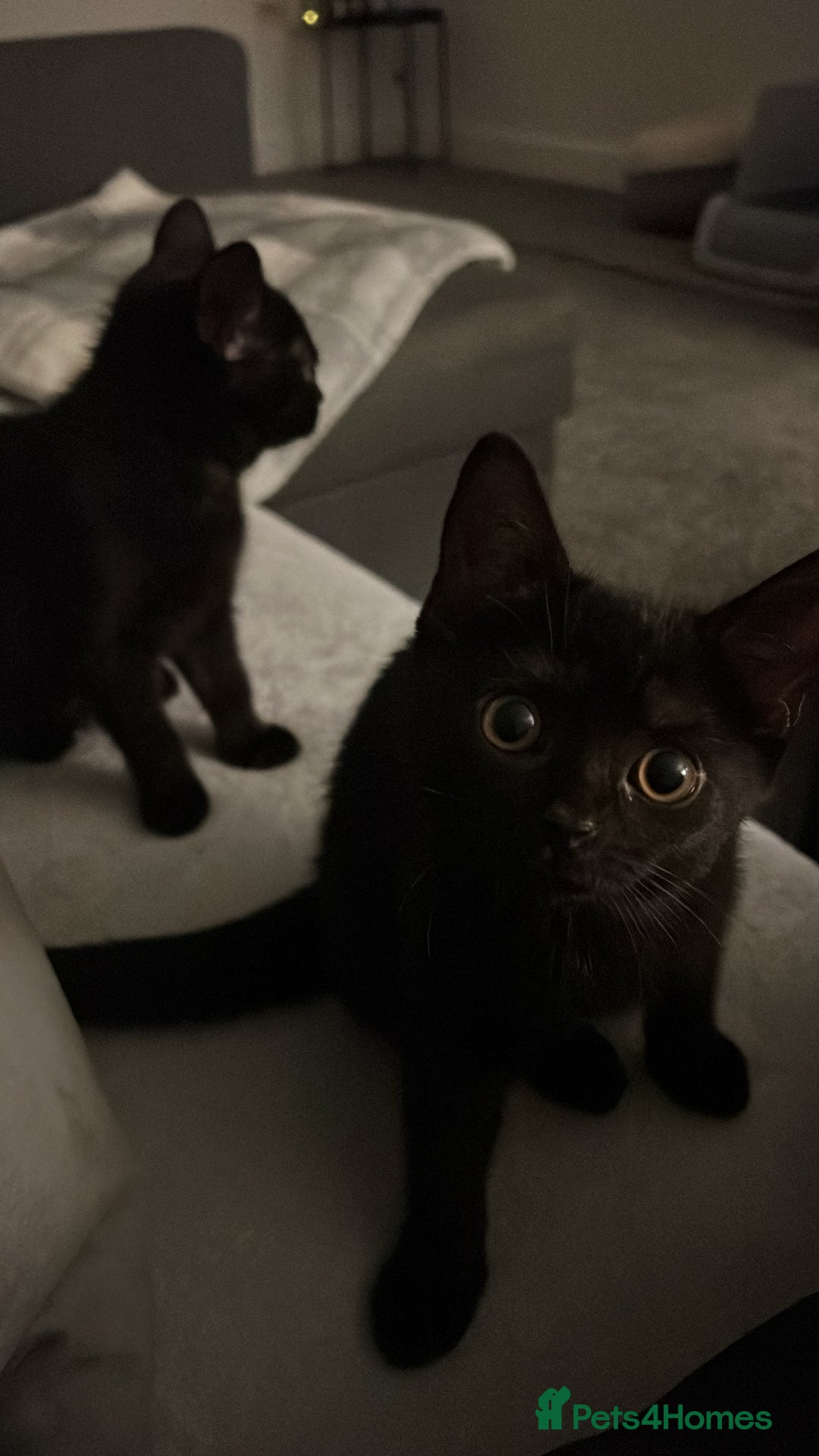 British Shorthair cats for sale: 2 beautiful kittens free to a good home  - Image 5