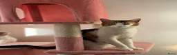 British Longhair cats for sale: NY12 Two Beautiful Female Cats Looking for Loving - Advert 27