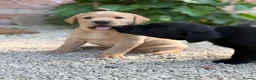 Labrador Retriever dogs for sale: Stunning Labrador Puppies  in Warminster - Advert 10