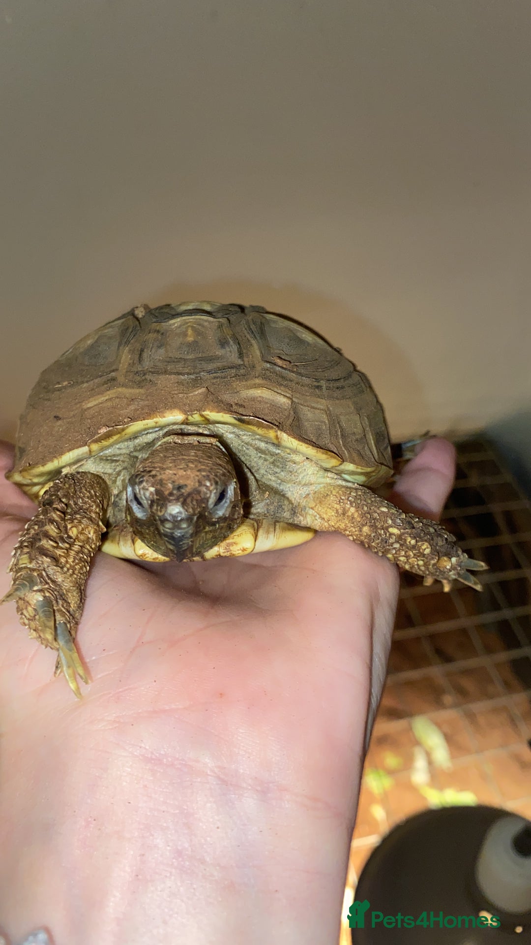 Hermann Tortoise reptiles for sale: Herman’s tortoise and set up - Advert 3