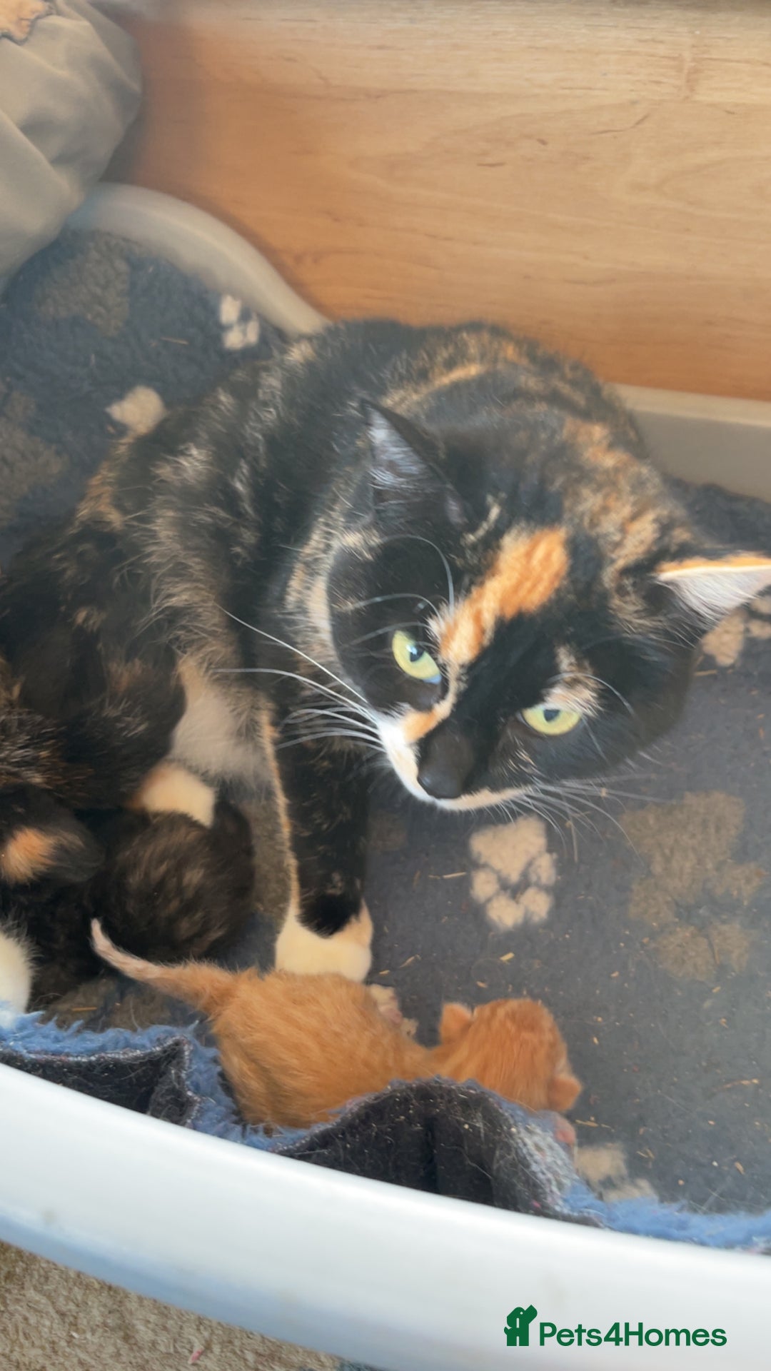 Mixed Breed cats for sale: Beautiful kittens lots of Colours - Image 3