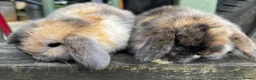 Mini Lop rabbits for sale: Mini lop baby bunnies  - Advert 4
