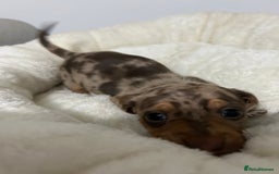 Miniature Dachshund dogs for sale: Multi coloured litter - Image 3