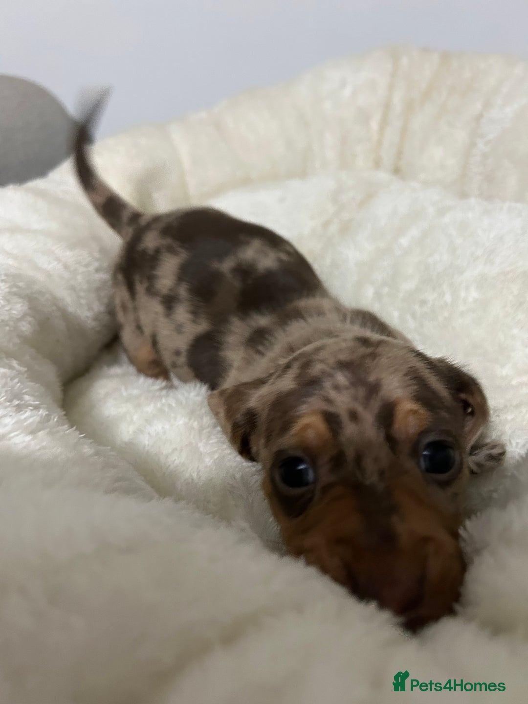 Miniature Dachshund dogs for sale: Multi coloured litter - Image 3