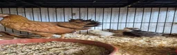 Chickens poultry for sale: Hen and 4 chicks for sale - Advert 4