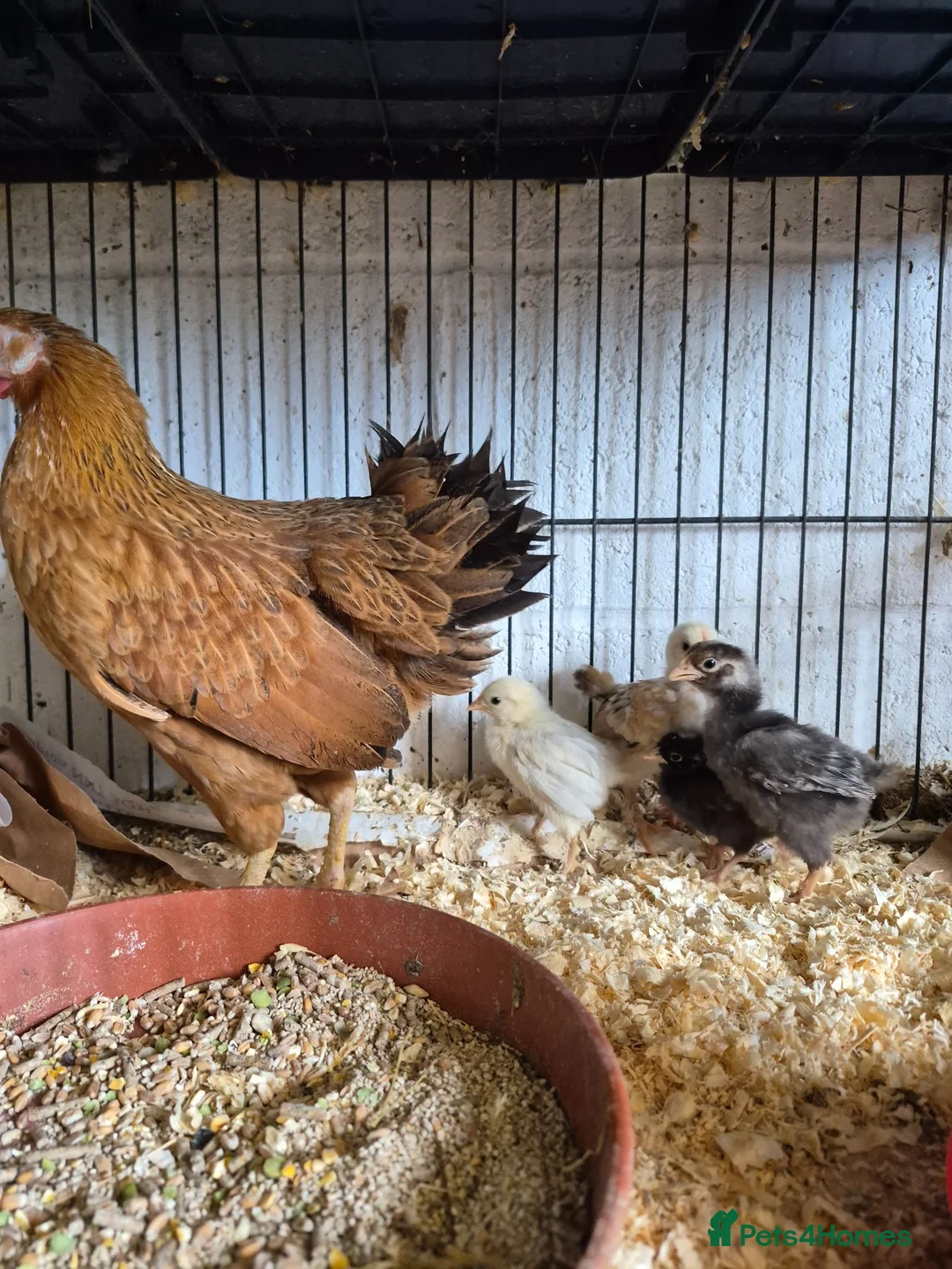 Chickens poultry for sale: Hen and 4 chicks for sale - Advert 4