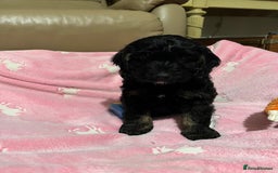 Cockapoo dogs for sale: F1 Cockapoo Black &Tan girl  - Image 6
