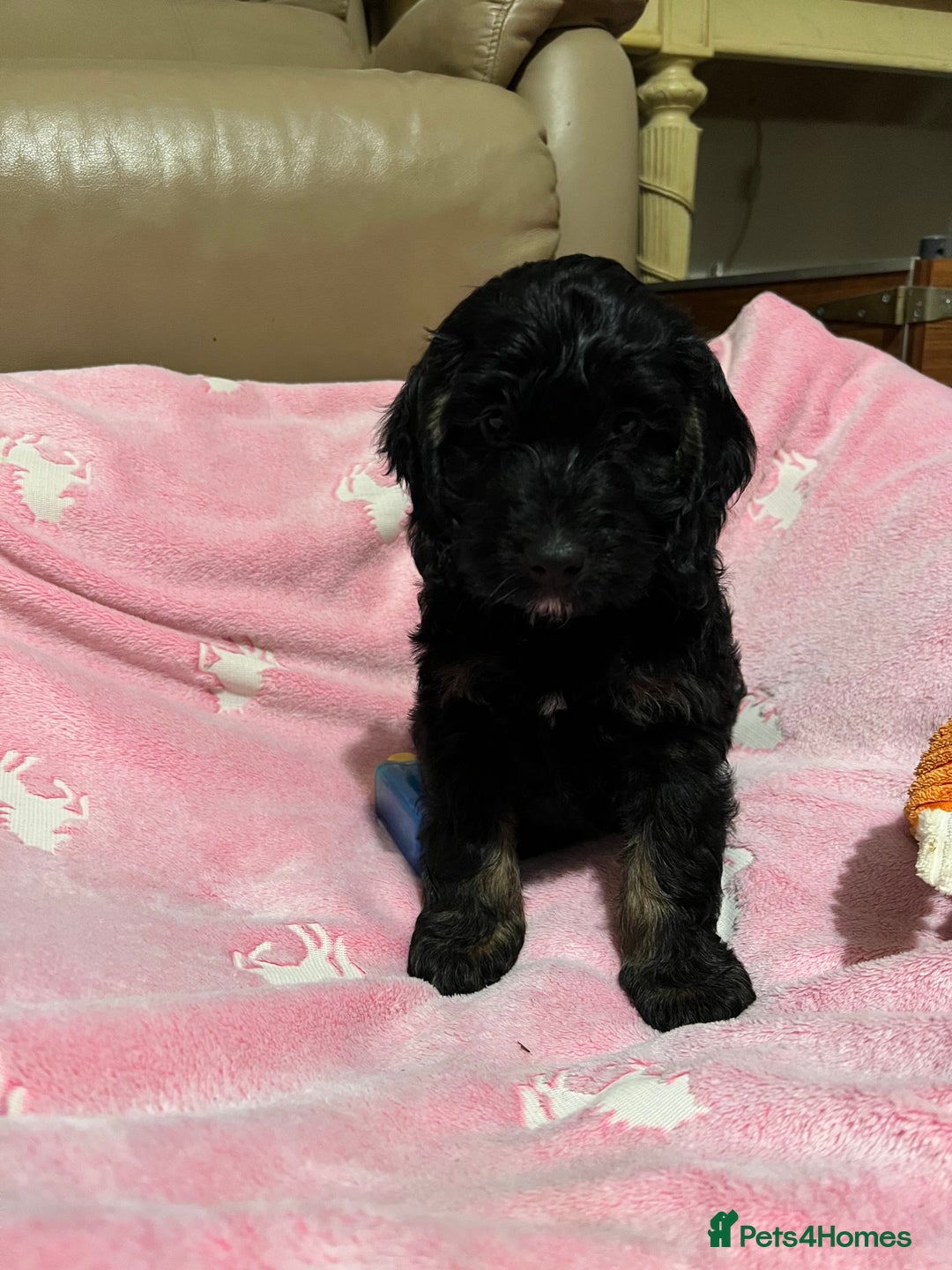 Cockapoo dogs for sale: F1 Cockapoo Black &Tan girl  - Image 6