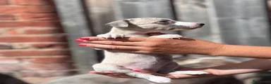 Whippet 8