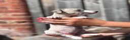 Whippet dogs for sale: Beautiful chunky KC blue fawn brindle whippet pups in Market Harborough - Advert 15